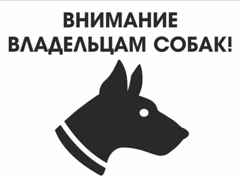 Об отлове безнадзорных животных.